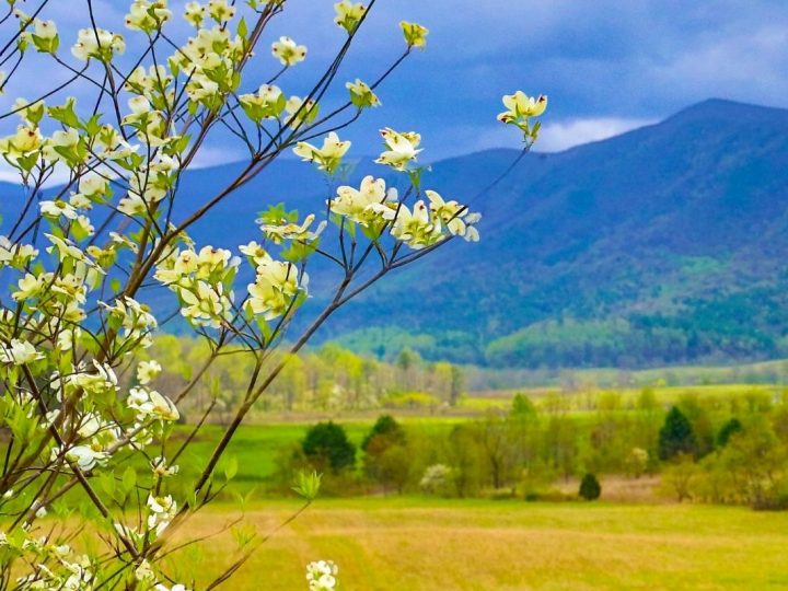 Smoky Mountains in Spring